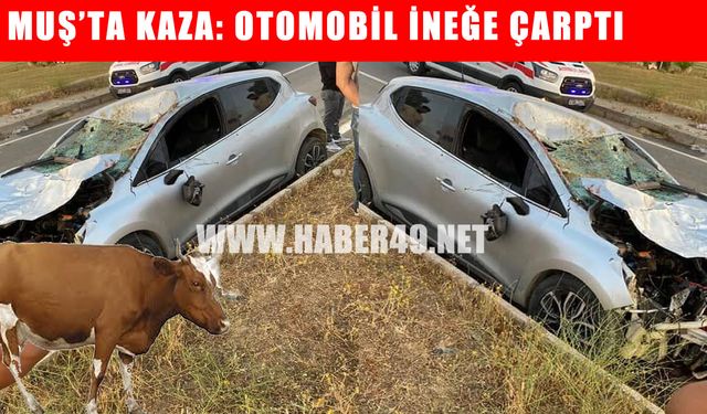 Muş’ta otomobilin çarptığı inek telef oldu, 1 kişi yaralandı