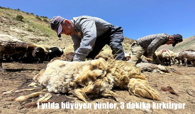 Erzincan’da koyun kırkımı başladı: Yıllık yün 3 dakikada alınıyor