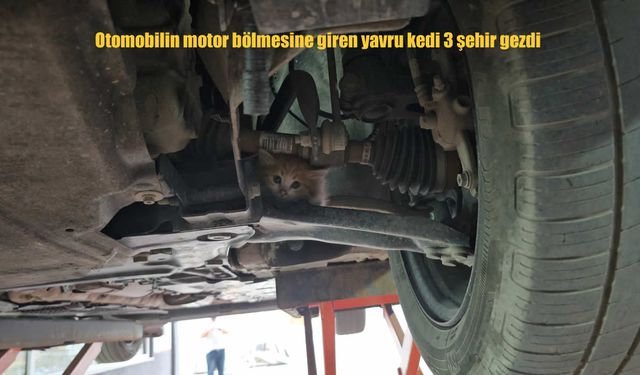 Tatvan'da Otomobilin Motoruna Saklanan Yavru Kedi, Üç Şehri Gezip Annesine Kavuştu