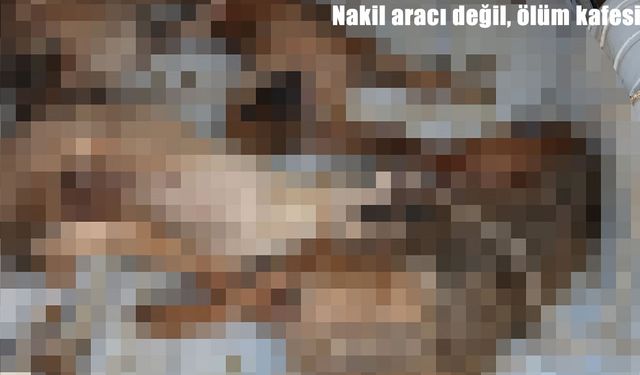 İzmir'de sokak hayvanı nakli faciası: 4 köpek telef oldu