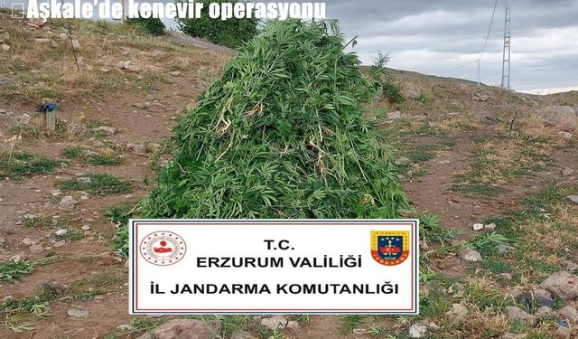 Erzurum Aşkale'de 720 kök kenevir ele geçirildi