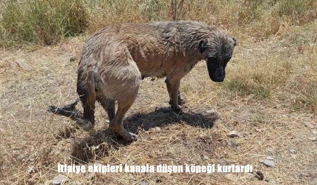 İtfaiye ekipleri kanala düşen köpeği kurtardı