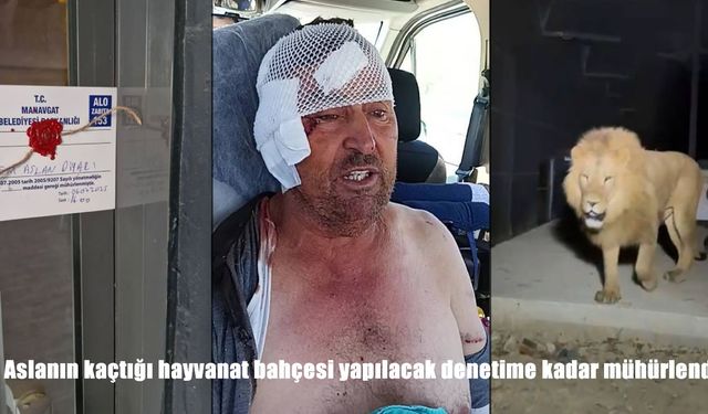 Aslanın kaçtığı Manavgat’taki hayvanat bahçesi denetime kadar mühürlendi