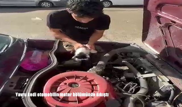Erzurum Karayazı’da otomobil motoruna sıkışan yavru kedi kurtarıldı