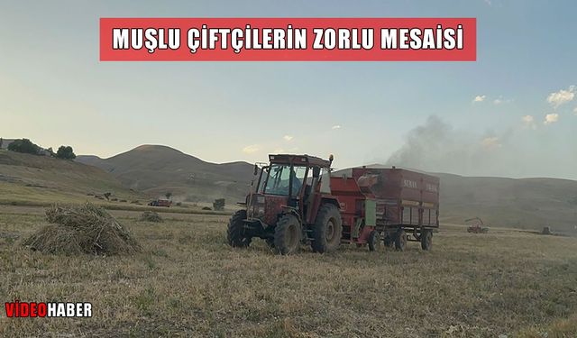 Muş'ta çiftçilerin yaz sıcağında kışa hazırlık mesaisi