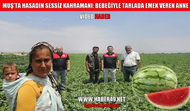 Muş’ta karpuz hasadı yaklaşıyor: 2,5 milyar TL gelir bekleniyor
