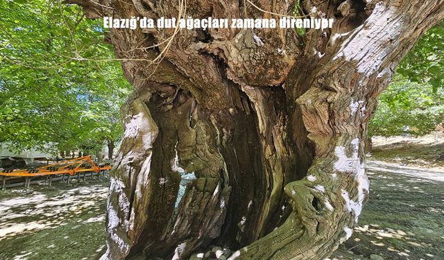 Elazığ’ın Kaplıkaya Köyünde 300 Yıllık Dut Ağaçları Zamana Meydan Okuyor