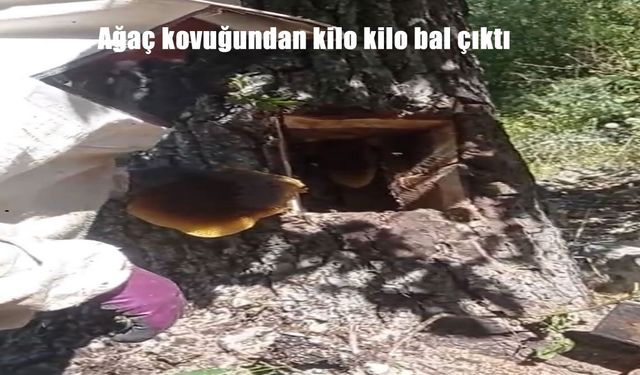 Elazığ’ın Palu İlçesinde Ağaç Kovuğundan 5 Kilo Doğal Bal Çıktı