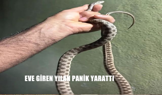 Eve Giren Yılan Korkuttu: Ekipler Yakalayarak Doğaya Bıraktı