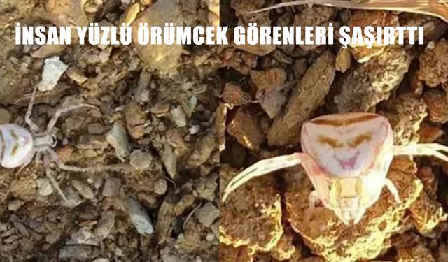 ‘İnsan Yüzlü Örümcek’ Şaşkına Çevirdi