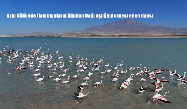 Arin Gölü’nde Süphan Dağı Eşliğinde Flamingoların Büyüleyici Dansı
