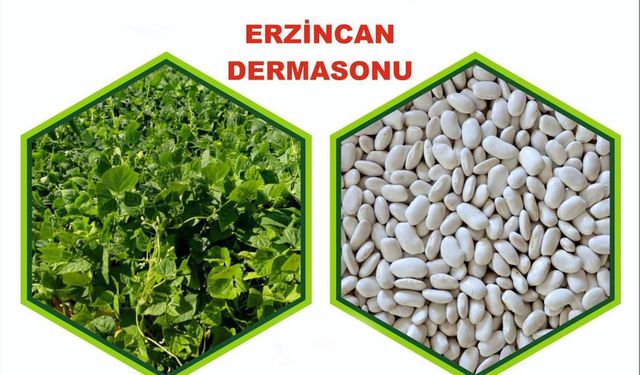 Erzincan’da Fasulye Tescili: “Işıl 24” ve “Erzincan Dermasonu” Resmi Olarak Kayıtlarda