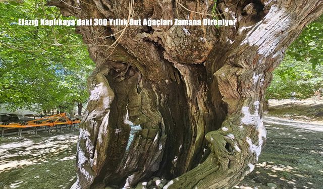 Elazığ Kaplıkaya’daki 300 Yıllık Dut Ağaçları Zamana Direniyor