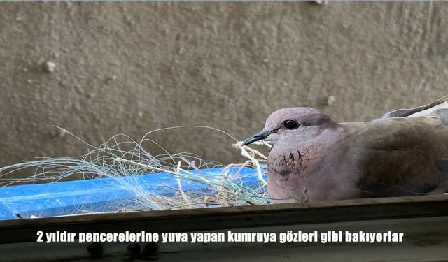 Baki ailesinin 2 yıllık misafiri ‘Menisa’ kumru
