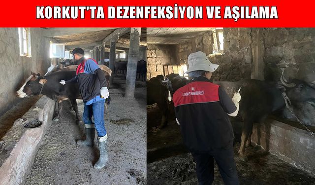 Korkut’ta şap ve şarbonla mücadele: Aşılama ve dezenfekte çalışmaları sürüyor