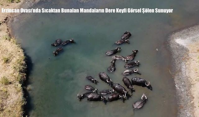 Erzincan Ovası’nda Sıcaktan Bunalan Mandaların Dere Keyfi Görsel Şölen Sunuyor