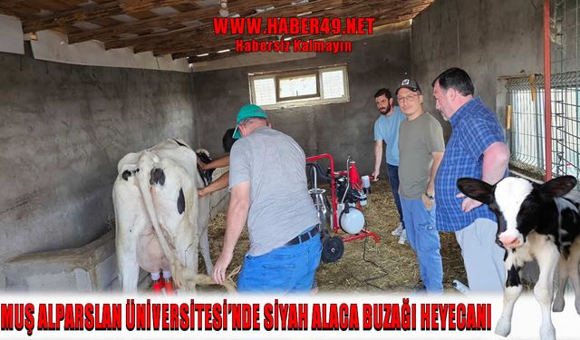MAUN'da canlı doğum heyecanı: Öğrenciler buzağı doğumuna katıldı