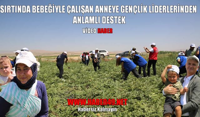 Muş'ta 'Gönüllü Hasat Etkinliği': Sırtında bebeğiyle çalışan anneye destek