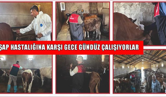 Muş'ta şapla mücadelede yoğun aşılama seferberliği sürüyor