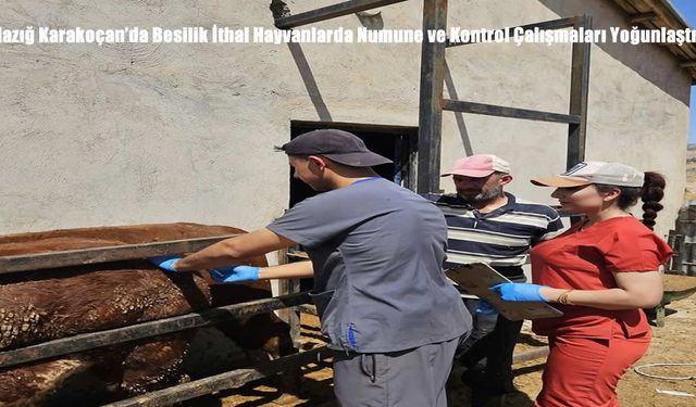 Elazığ Karakoçan’da Besilik İthal Hayvanlarda Numune ve Kontrol Çalışmaları Yoğunlaştı