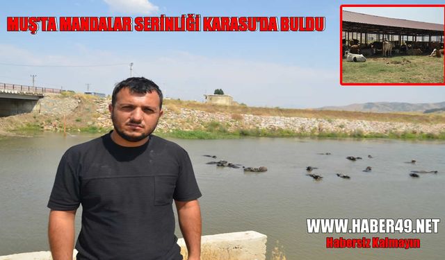 Muş Ovası’nda sıcaktan bunalan hayvanlar Karasu Nehri'nde serinliyor