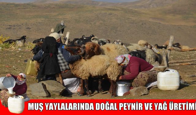 Muş'ta yaylalarda zorlu hayat: Besiciler doğal yöntemlerle peynir üretiyor