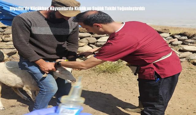 Diyadin’de Küçükbaş Hayvanlarda Kimlik ve Sağlık Takibi Yoğunlaştırıldı