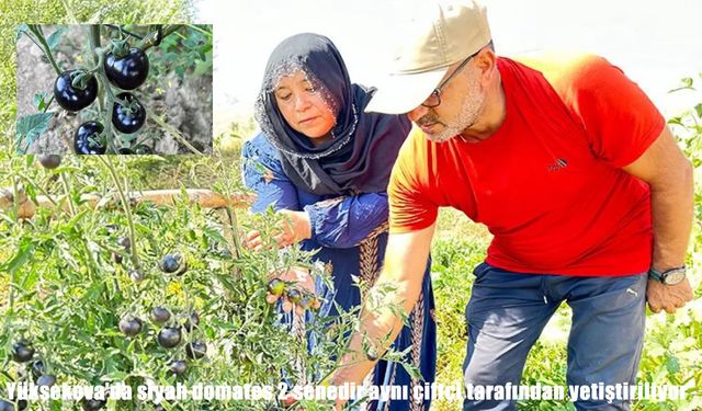 Yüksekova’da siyah domates üretimi ikinci yılında devam ediyor