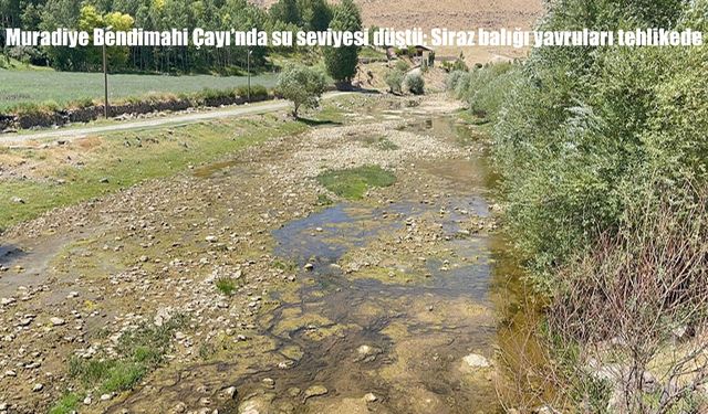 Bendimahi Çayı’nda su seviyesi düştü: Siraz balığı yavruları tehlike altında