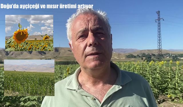 Doğu’da ayçiçeği ve mısır üretiminde rekor artış
