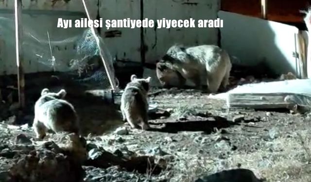 Hakkari Yüksekova’da Şantiyeye İnen Ayı Ailesi Nefes Kesti