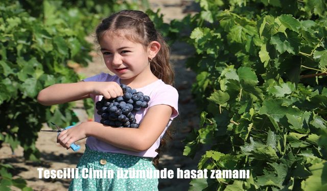 Üzümlü’de Tescilli Cimin Üzümü Hasadı Başladı: Bereketli Sezon Çiftçiyi Sevindirdi