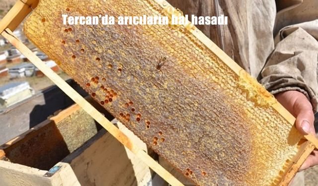 Tercan’da Bal Hasadı Başladı: Yaylalardan Gelen Tatlı Bereket