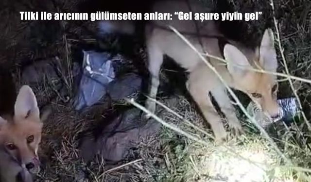 Van Muradiye’de Arıcı ile Tilkiler Arasında Sıcacık Dostluk Anları