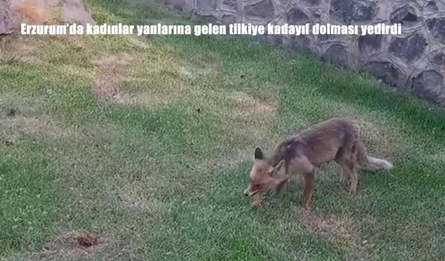 Erzurum’da Kadınlar, Yanlarına Gelen Tilkiye Kadayıf Dolması Yedirdi