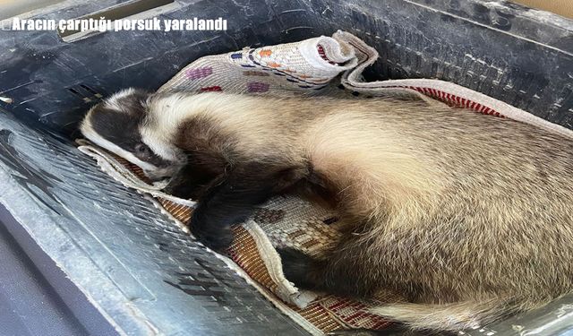 Erzincan Kemaliye’de araç çarpan porsuk yaralandı