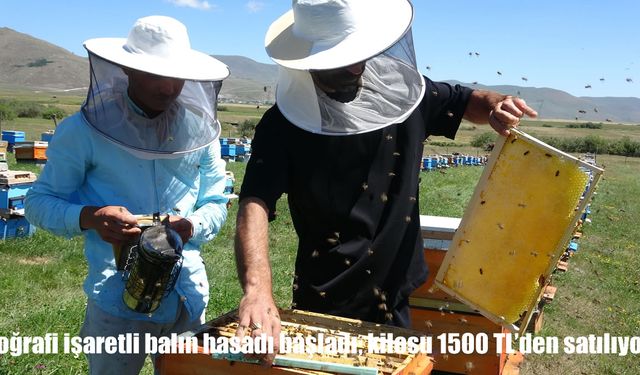Ardahan’da bal hasadı başladı: Kilosu 1500 TL’den satılıyor