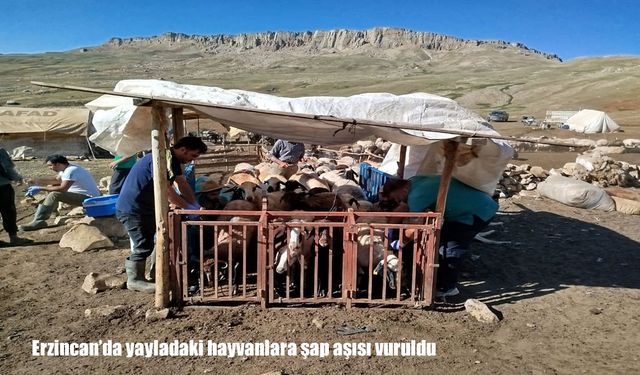 Erzincan yaylalarında hayvanlara şap aşısı uygulaması sürüyor