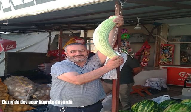Elazığ’da 2,5 kilo ağırlığındaki dev acur ilgi gördü
