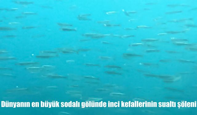 Van Gölü’nde inci kefallerinin sualtı gösterisi