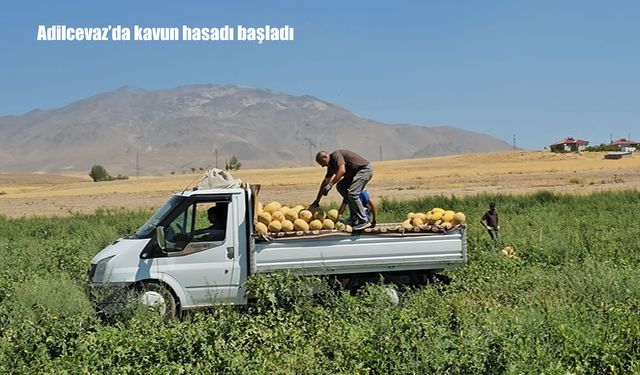 Adilcevaz’da kavun hasadı başladı