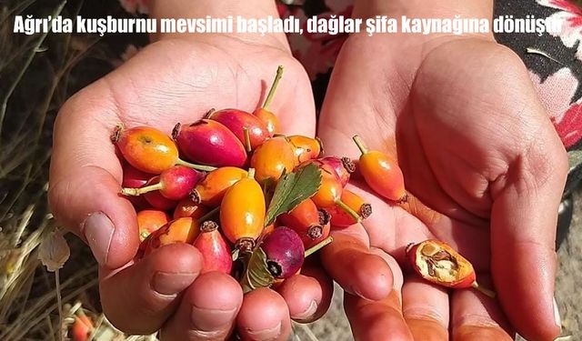 Ağrı’da kuşburnu sezonu başladı