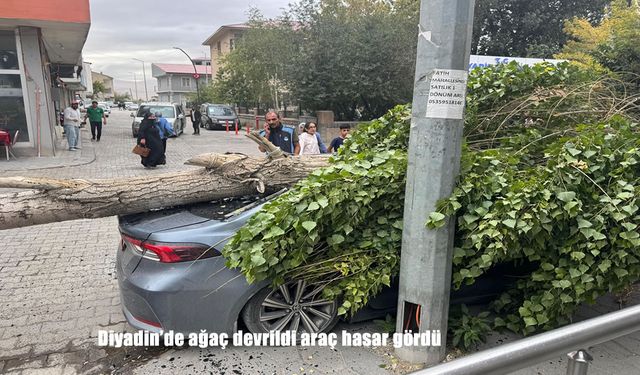 Diyadin’de Rüzgarın Etkisiyle Ağaç Devrildi: Park Halindeki Araç Hasar Gördü