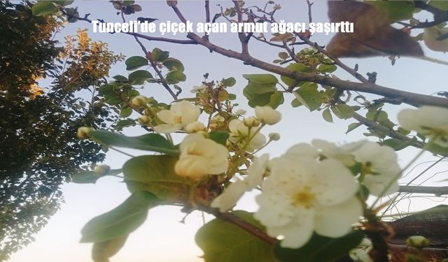 Tunceli’de Armut Ağacının Eylül Çiçekleri İlgi Çekti