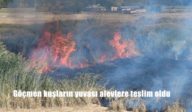 Van Erçek Gölü Sazlıklarında Yangın: Göçmen Kuşların Yuvası Tehlikeye Girdi