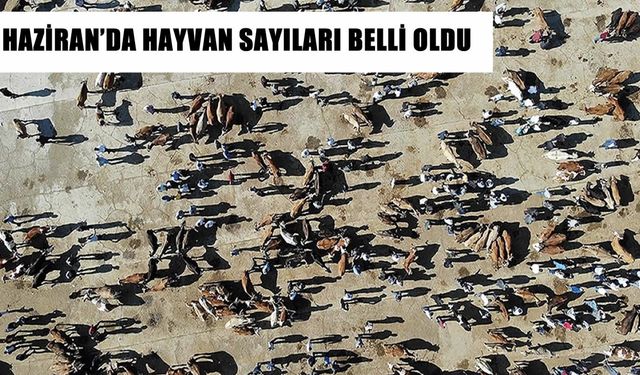 Türkiye geneli 17,2 milyon büyükbaş, 58,2 milyon küçük baş hayvan var!