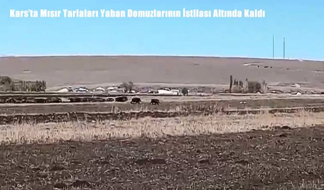 Kars’ta Mısır Tarlaları Yaban Domuzlarının İstilası Altında Kaldı