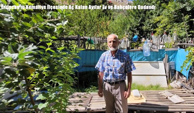 Erzincan’ın Kemaliye İlçesinde Aç Kalan Ayılar Ev ve Bahçelere Dadandı