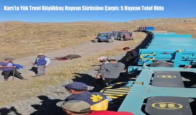 Kars’ta Yük Treni Büyükbaş Hayvan Sürüsüne Çarptı: 5 Hayvan Telef Oldu