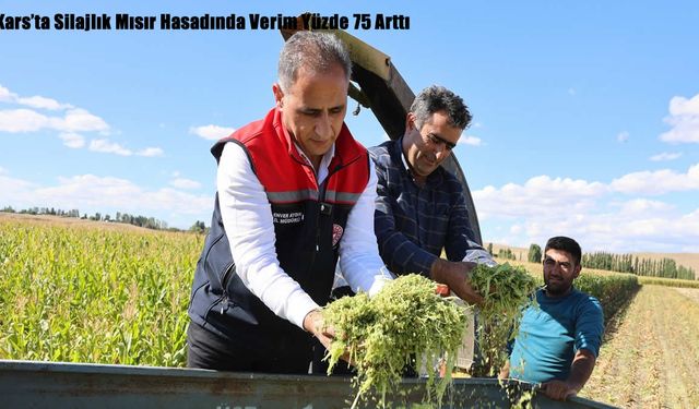 Kars’ta Silajlık Mısır Hasadında Verim Yüzde 75 Arttı